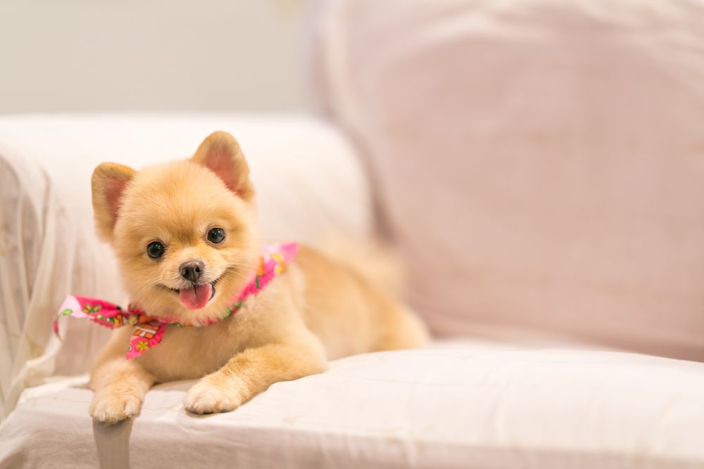 A pomeranian dog wearing a pink bow tie is laying on a couch — Pooches With Panache in Greta, NSW