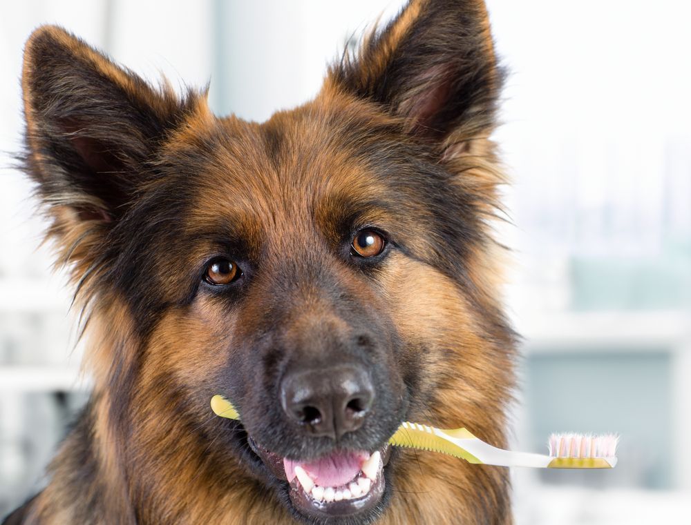 A Dog with a Toothbrush in its Mouth — Pooches With Panache in Rutherford, NSW