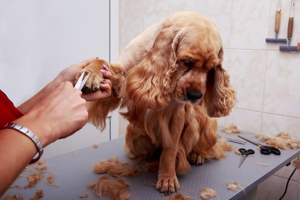 A Person Is Grooming a Cocker Spaniel on A Table — Pooches With Panache in Branxton, NSW