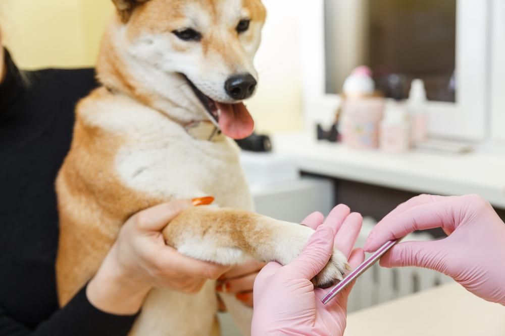 A Dog Is Getting Its Nails Done by A Woman in Pink Gloves — Pooches With Panache in Maitland, NSW