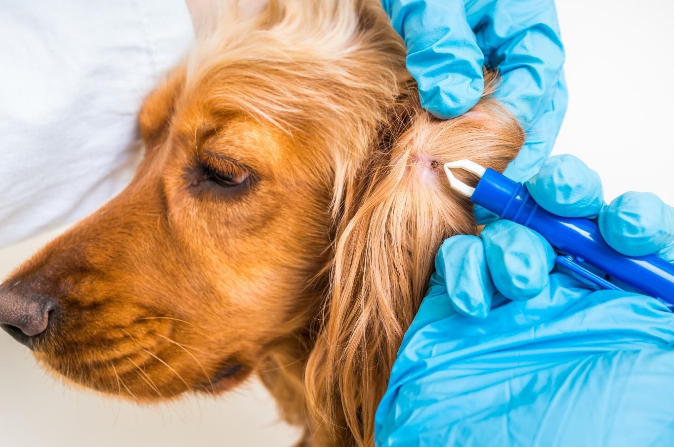 A Person Is Cleaning a Dog 's Ear with A Tool — Pooches With Panache in Maitland, NSW