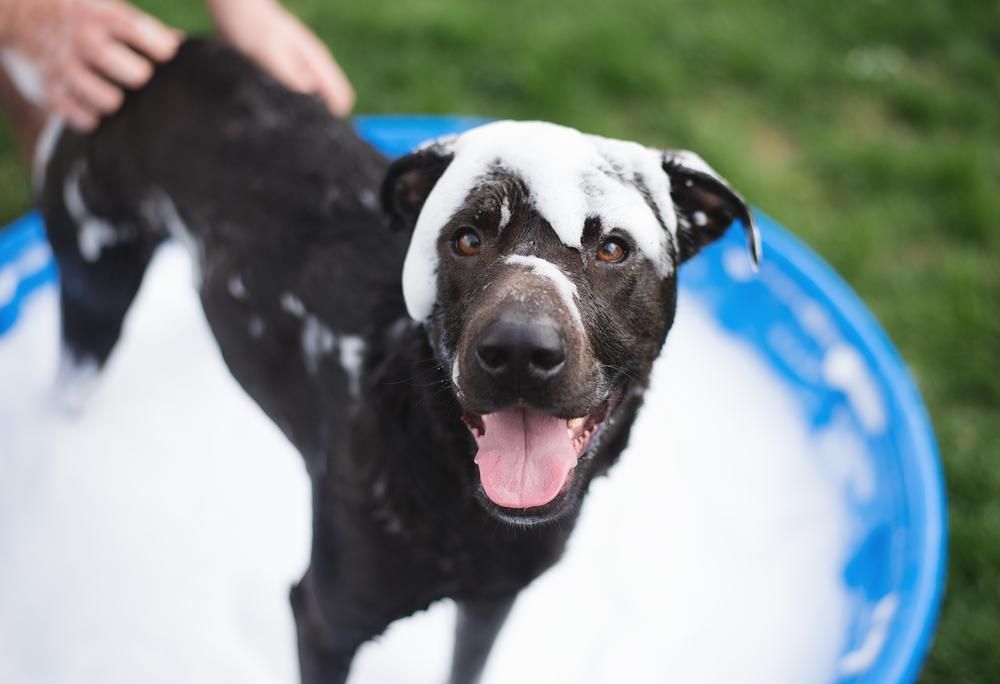 A Black Dog Is Taking a Bath in A Blue Tub — Pooches With Panache in Rutherford, NSW