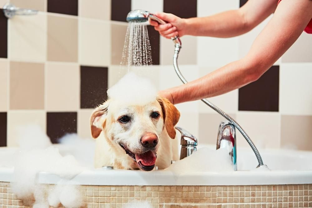A Woman Is Washing a Dog in A Bathtub — Pooches With Panache in Greta, NSW