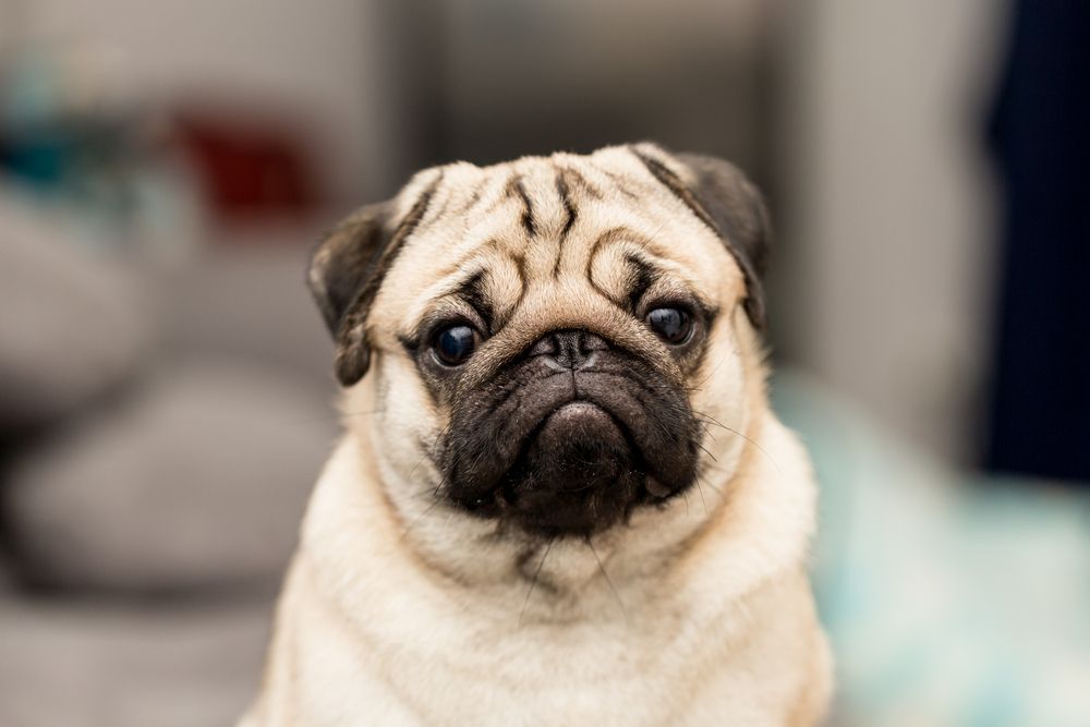 A Photo of a Pug — Pooches With Panache in Cessnock, NSW