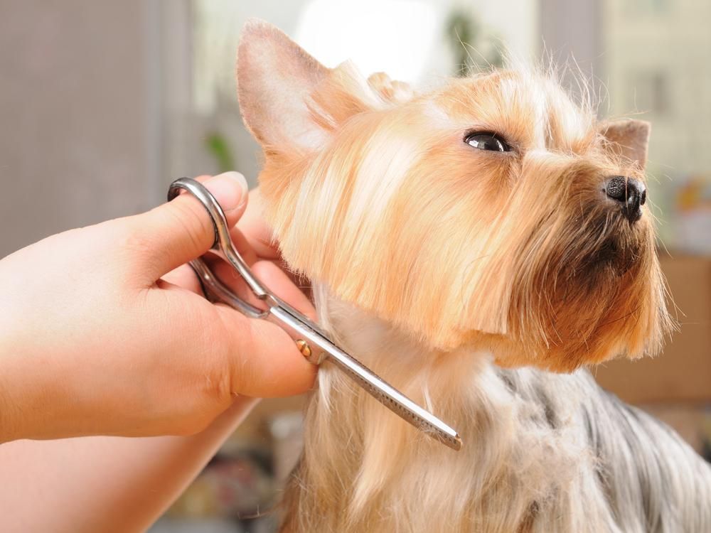 A Person Is Cutting a Dog 's Hair with Scissors — Pooches With Panache in Rutherford, NSW