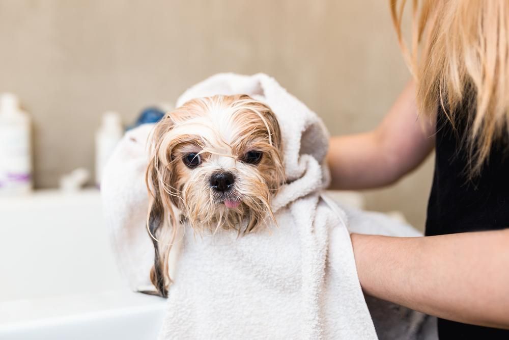 A Woman Is Wrapping a Small Dog in A Towel — Pooches With Panache in Branxton, NSW