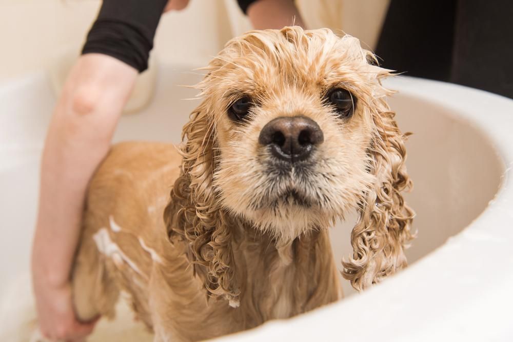 A Person Is Washing a Cocker Spaniel in A Bathtub — Pooches With Panache in Rutherford, NSW