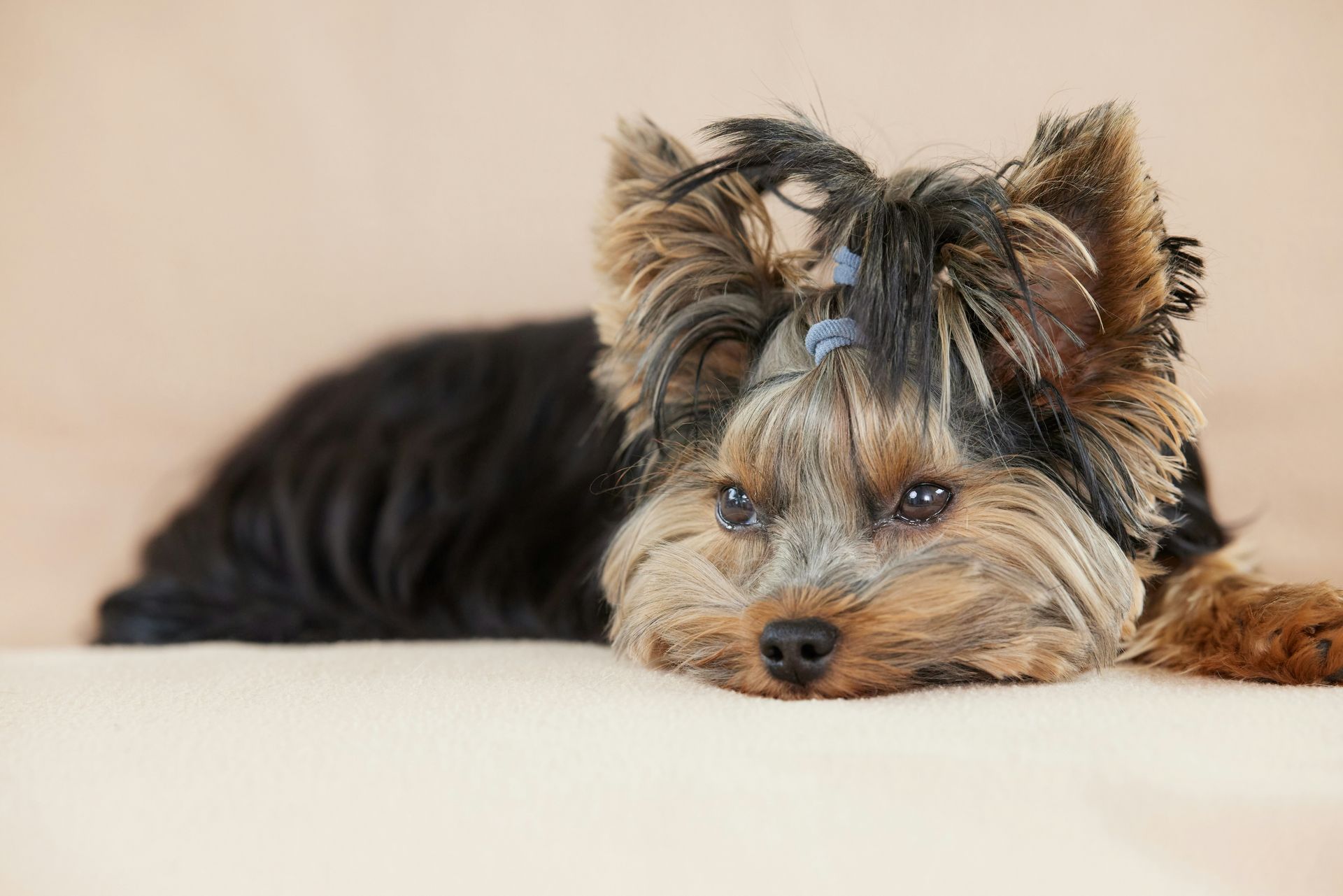 A dog is lying down while her fur is tied up with a hairtie — Pooches With Panache in Rutherford, NSW