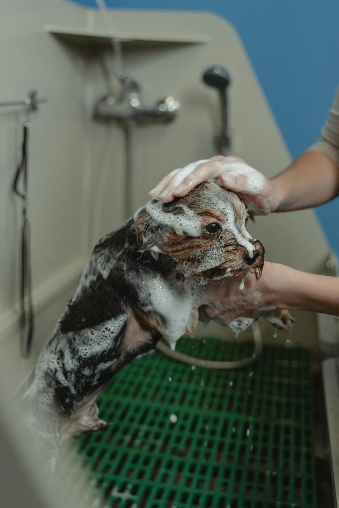 Dog Being Washed in a Professional Grooming Tub — Pooches With Panache in Rutherford, NSW