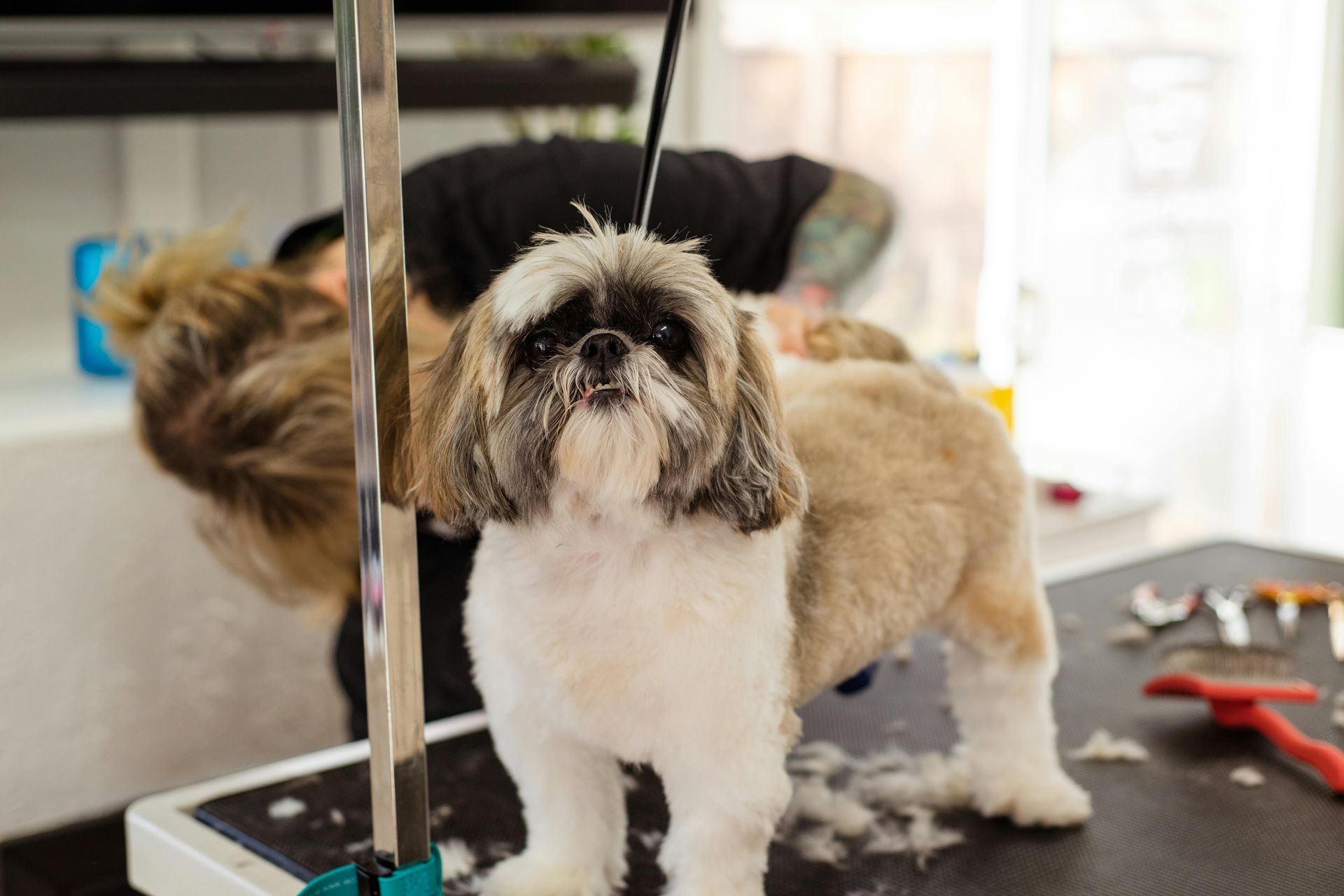 A Woman Is Grooming a Small Dog while the dog is standing on a table for grooming— Pooches With Panache in Rutherford, NSW