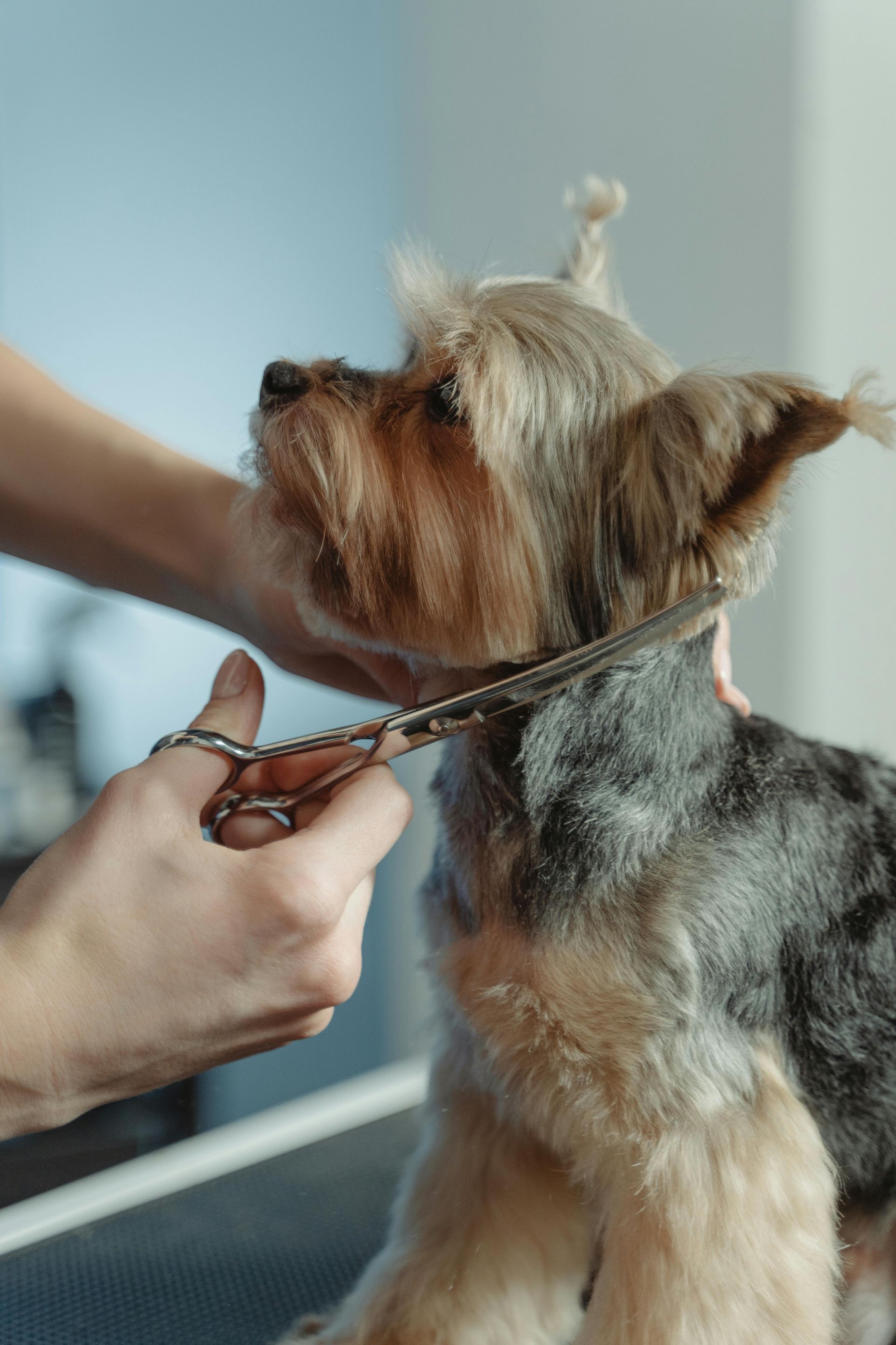 A Person Is Grooming a Dog with A Comb — Pooches With Panache in Rutherford, NSW