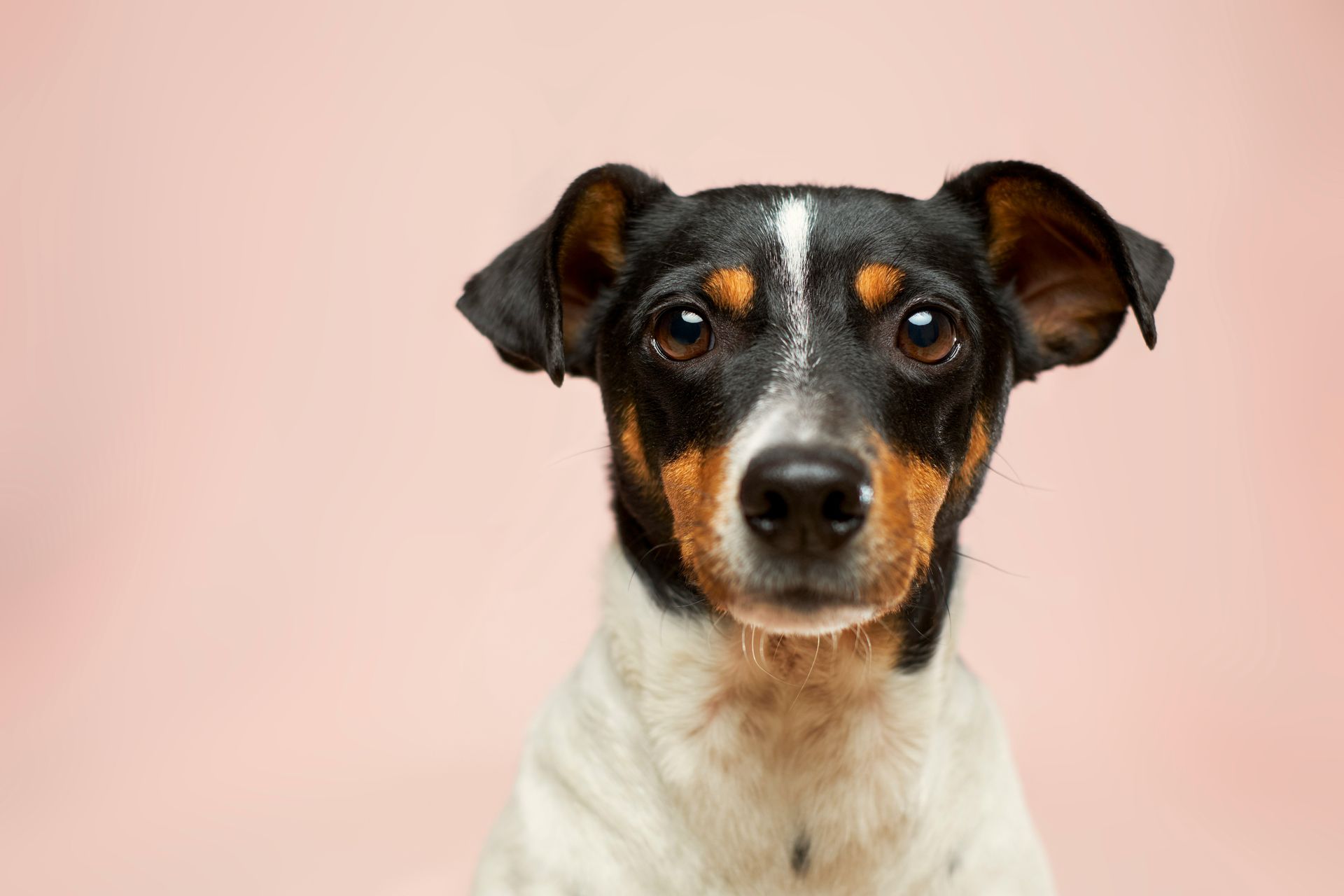 An extreme close-up of a Small White, black and tan coloured Dog — Pooches With Panache in Rutherford, NSW