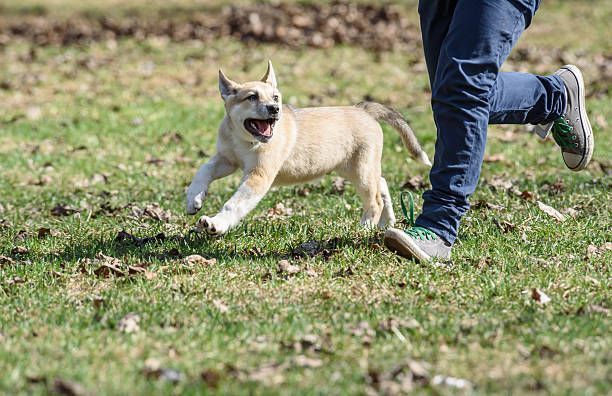 Dog Training Services Utah County