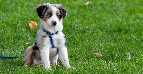 Puppy Training Utah County