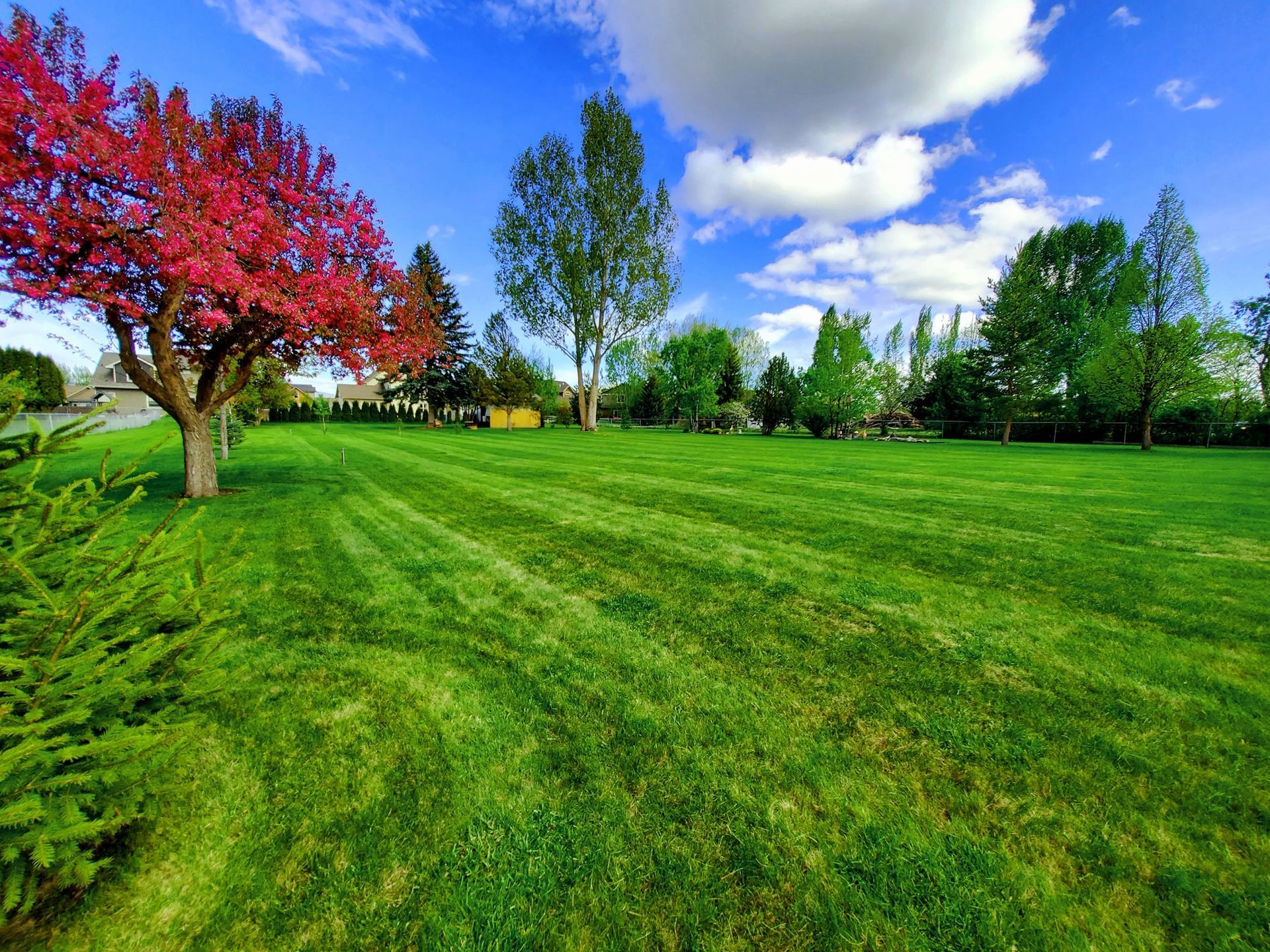 Lush green lawn with freshly mowed lines, red flowering tree on the left, blue sky with clouds.