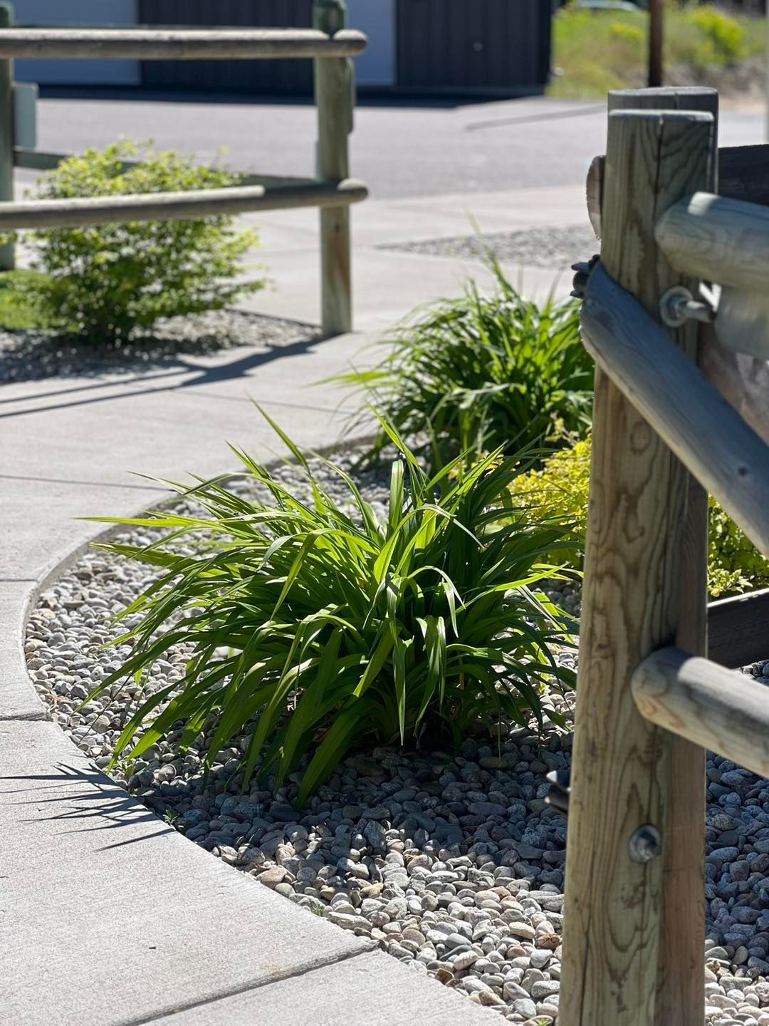 Green plants in a bed of pebbles along a gray sidewalk, beside a wooden fence.