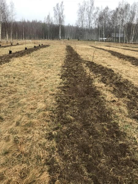 Ķiršu stādi un ogas