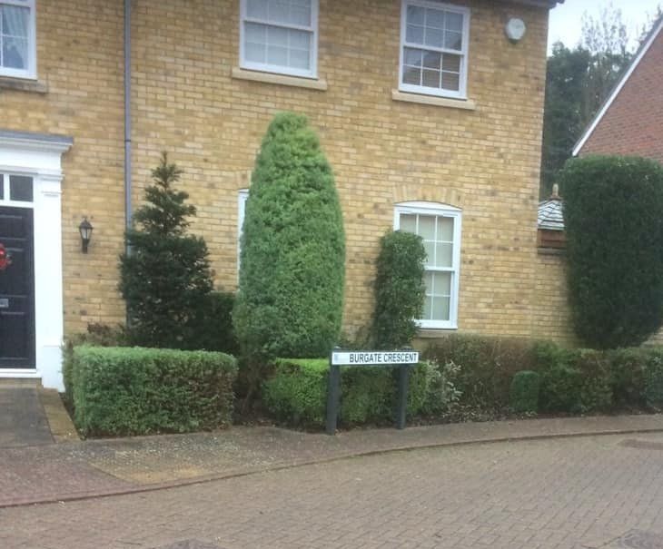 Hedge trimming and Garden maintenannce Basingstoke