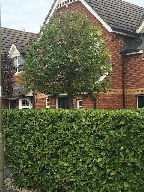 Tree specialists Basingstoke