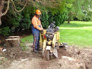 Tree specialists Basingstoke