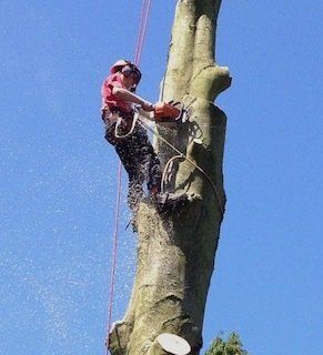 Tree specialists  Basingstoke