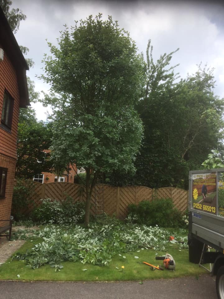 Tree maintenance Basingstoke