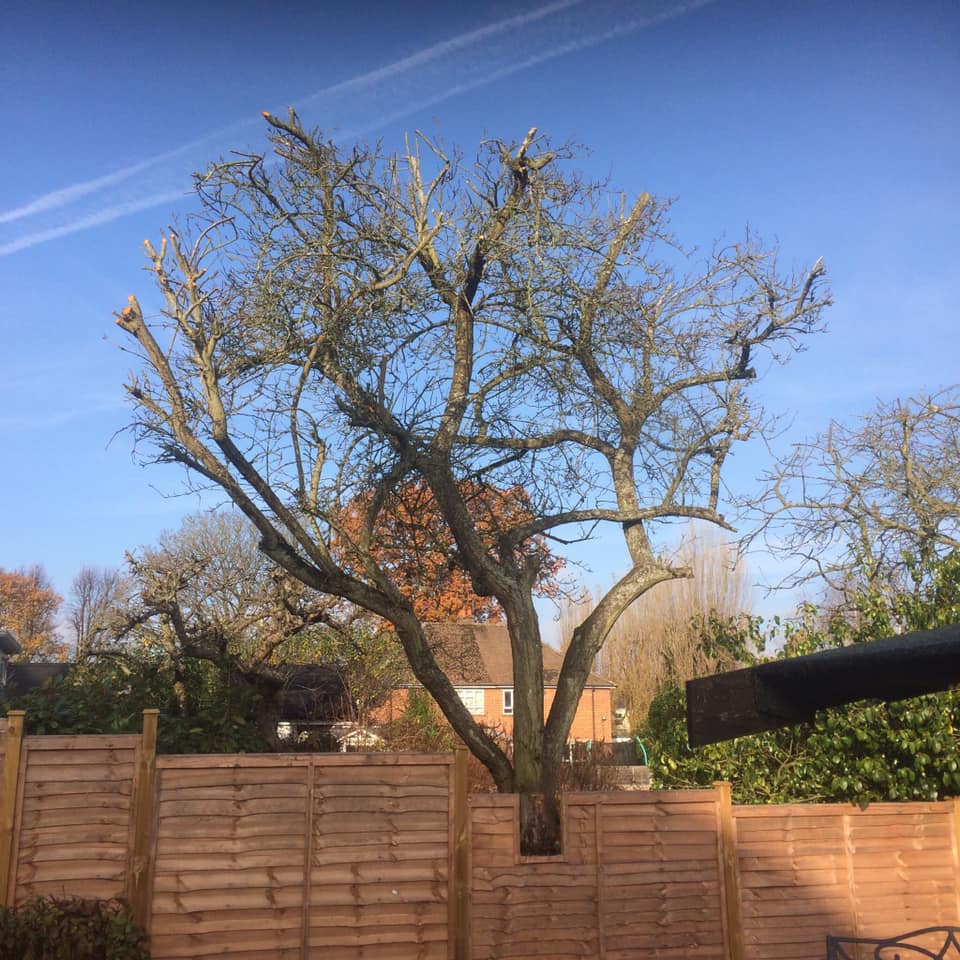 Tree specialists Basingstoke