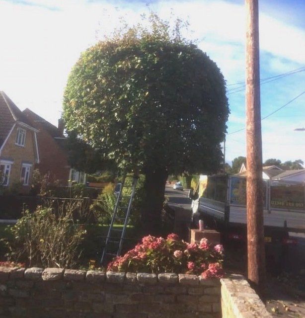 Tree specialists Basingstoke