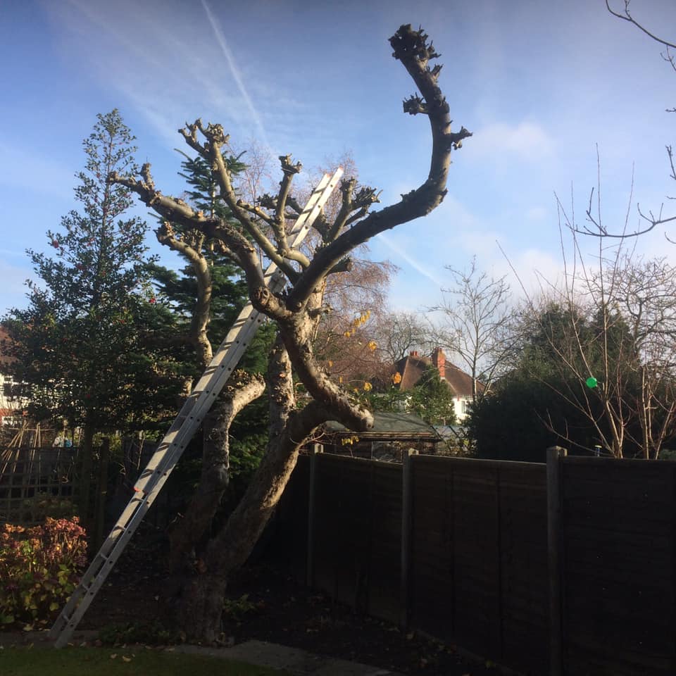 Tree services Basingstoke