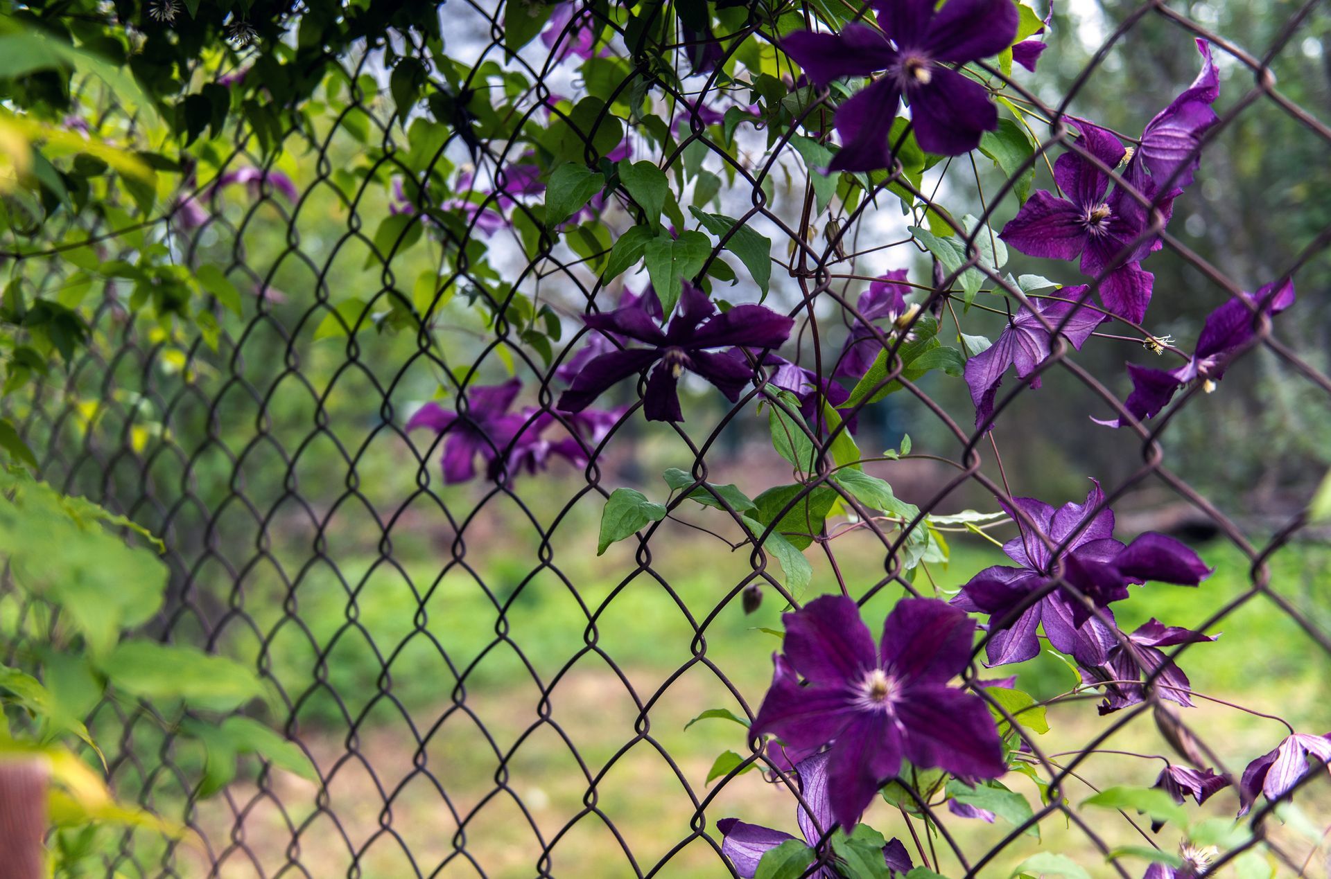 purple flowers are growing on a chain link fence .