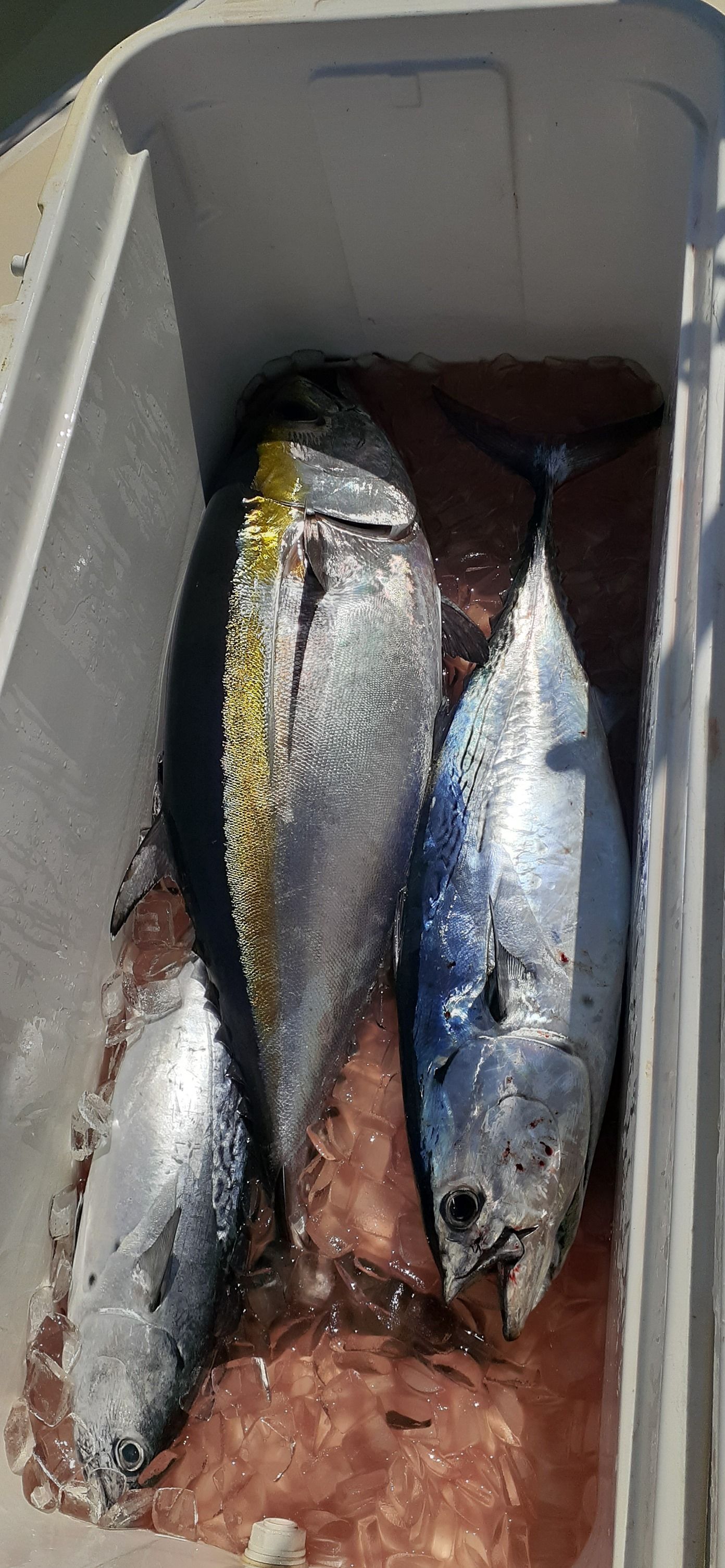 Three tuna fish resting in a cooler filled with ice and water.