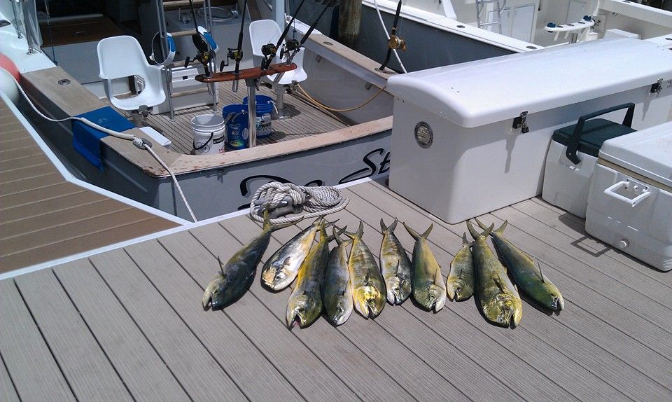A row of caught mahi-mahi fish laid out on a wooden boat dock next to a fishing vessel.