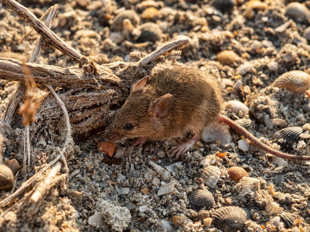 A mouse is eating a nut on the ground.