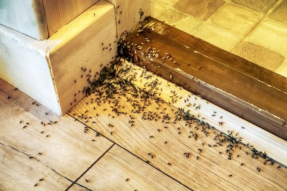 A bunch of ants are crawling on the floor near a door.