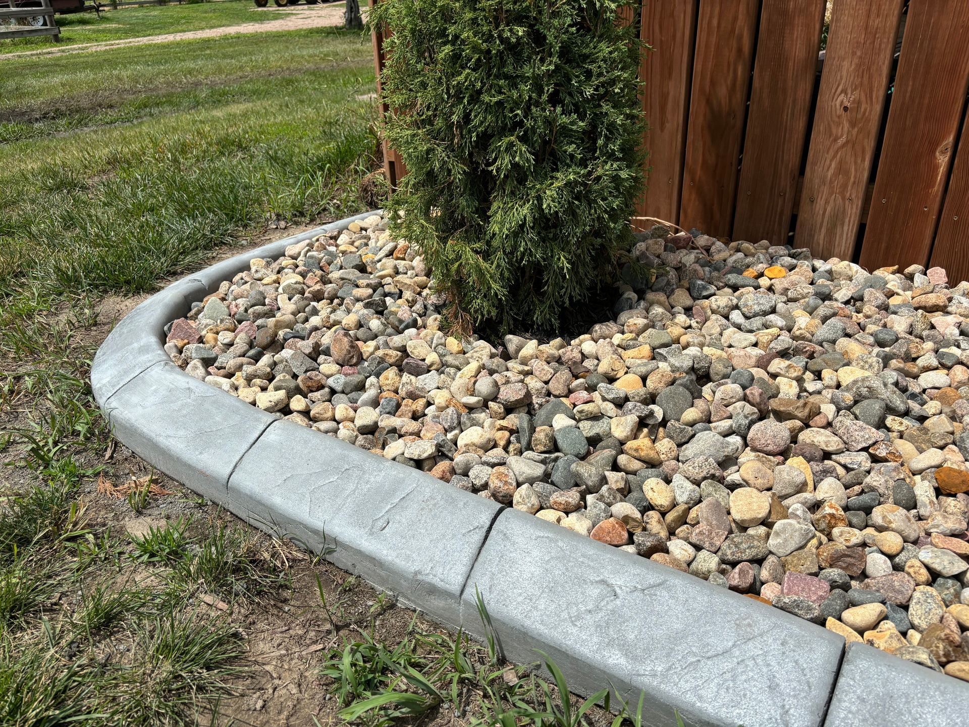Concrete edging borders a rock-covered garden bed around a small evergreen tree against a wooden fence.
