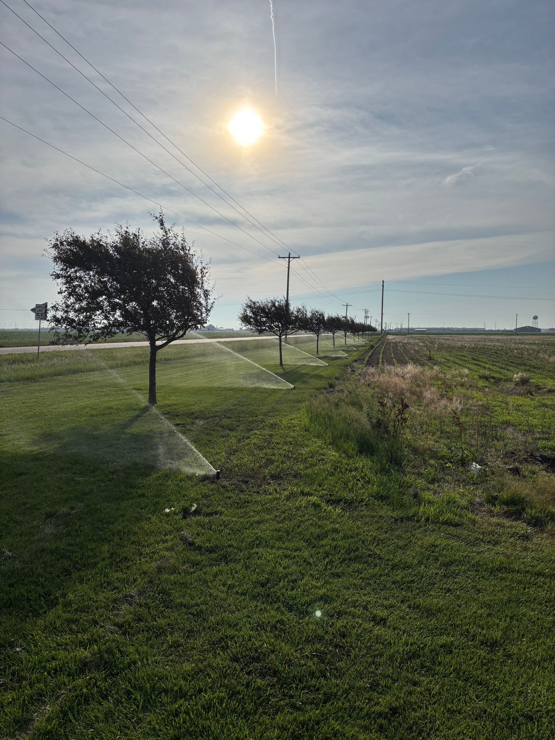 Sprinklers watering green grass in a field, with trees and a bright sun in the sky.