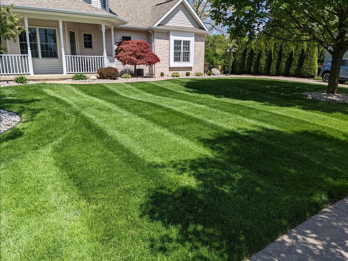 Lawn with stripes in front of a house. Green grass, sunlight, and a small red tree are visible.