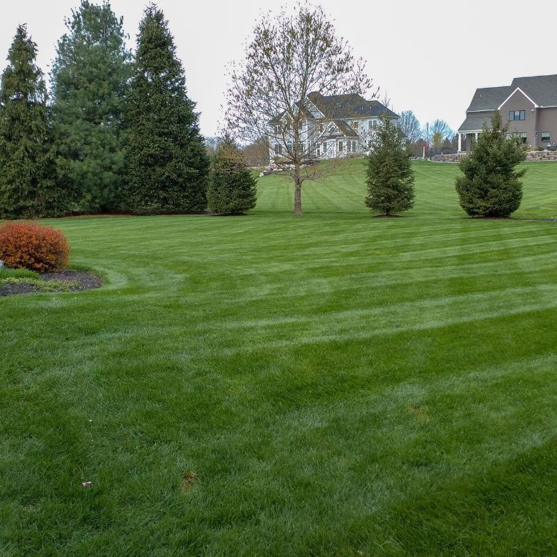 Green lawn with striped mowing pattern, trees, and houses in the background.