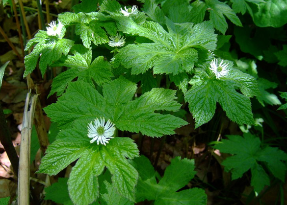 A close up of a plant with white flowers and green leaves.