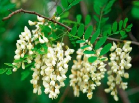 A close up of a tree branch with white flowers and green leaves.