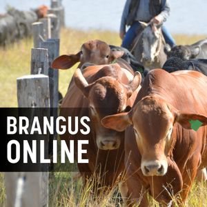 brangus cattle breeders