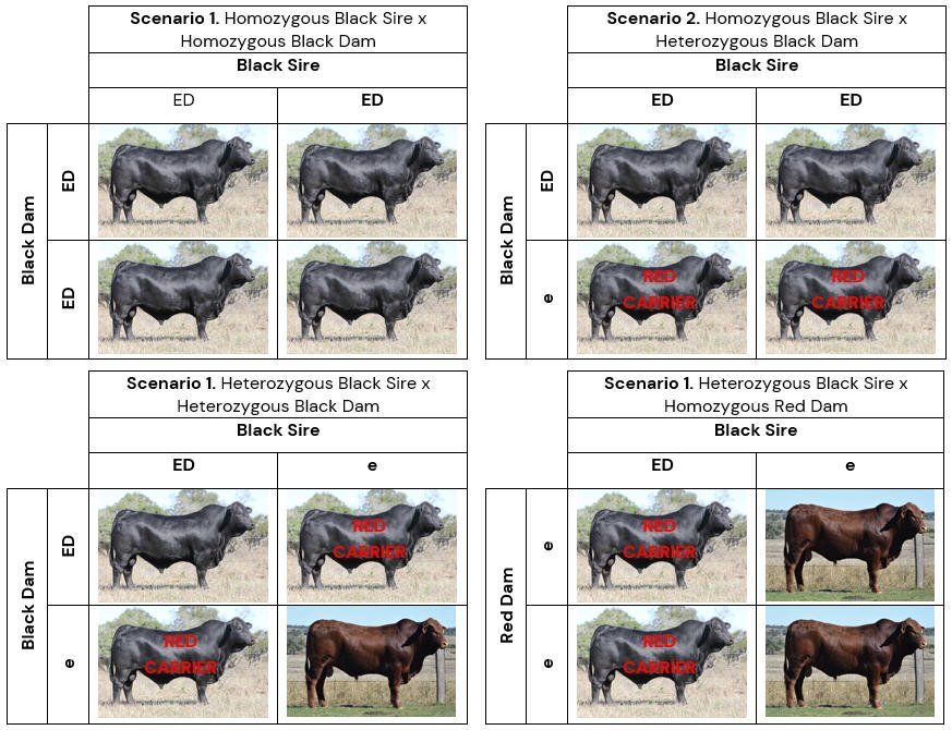 Understanding Coat Colour
