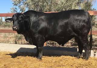 Sale Reports Australian Brangus Cattle Association