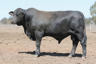 Sale Reports Australian Brangus Cattle Association