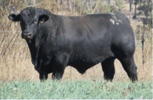 Sale Reports Australian Brangus Cattle Association