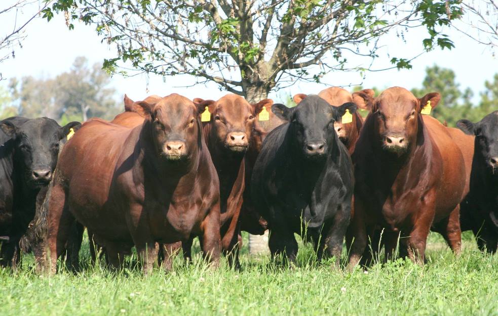 Using F1 Bulls – Some Issues to Consider