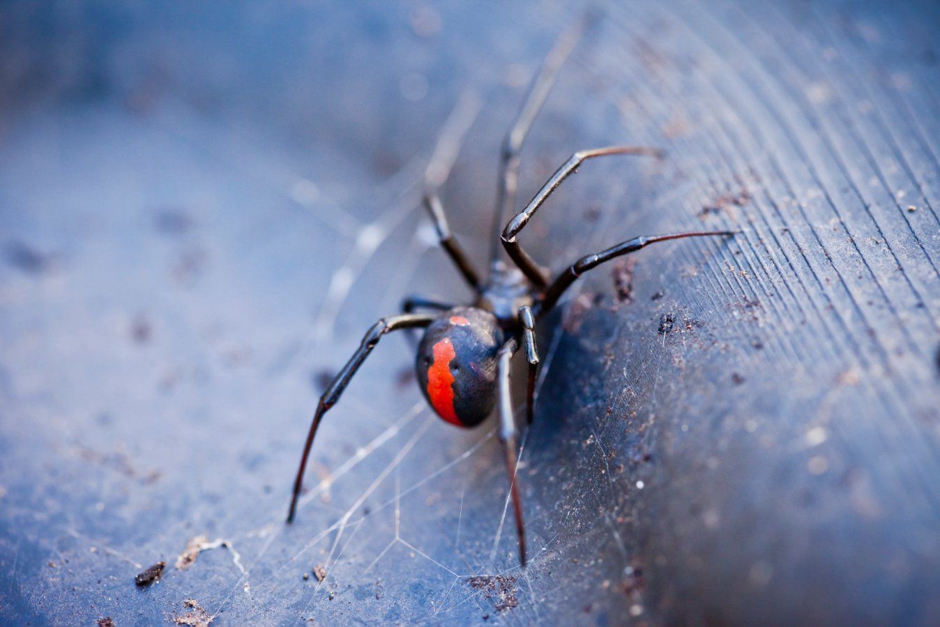 red back spiders