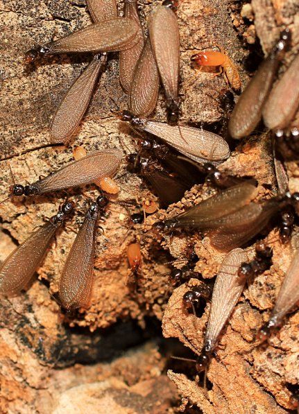 termites nest