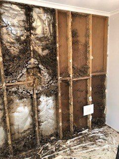 termite in housing frame