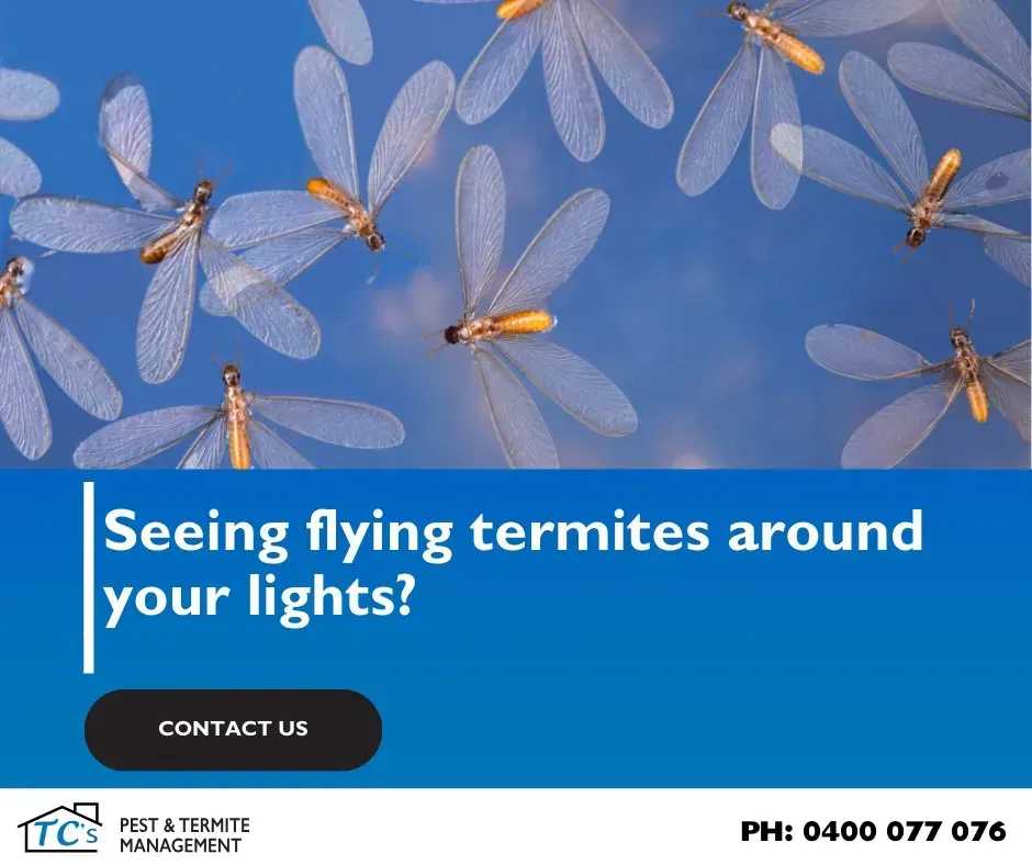 Flying Termites Treatment